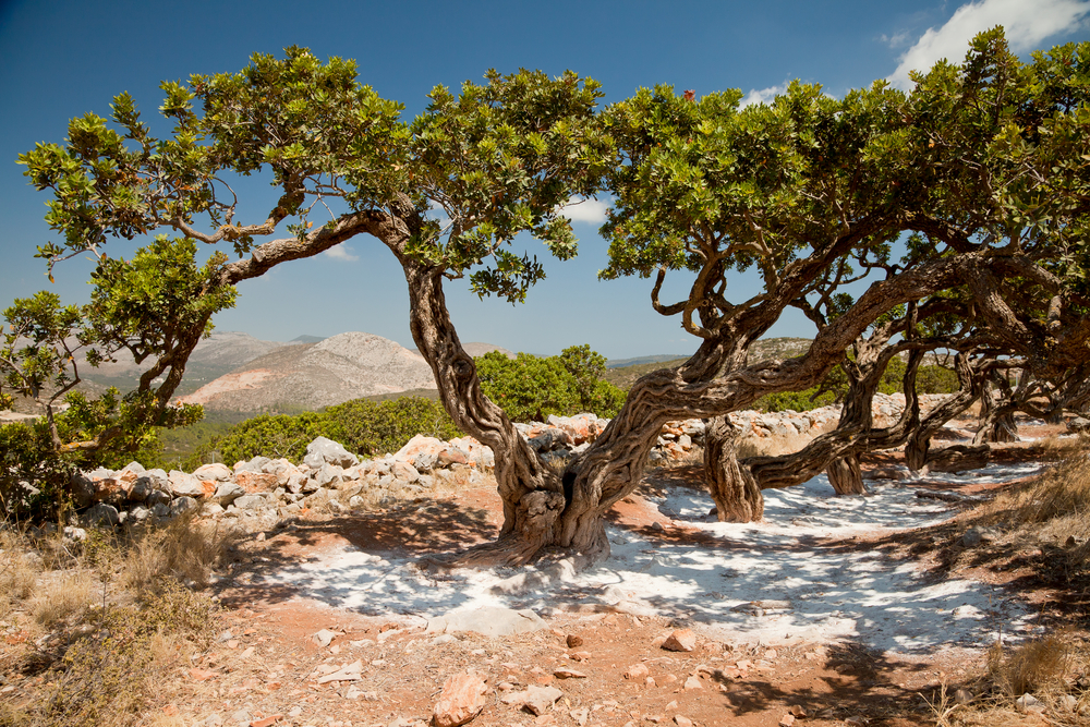Masticha, ostrov Chios, Grécko. Foto: Shutterstock