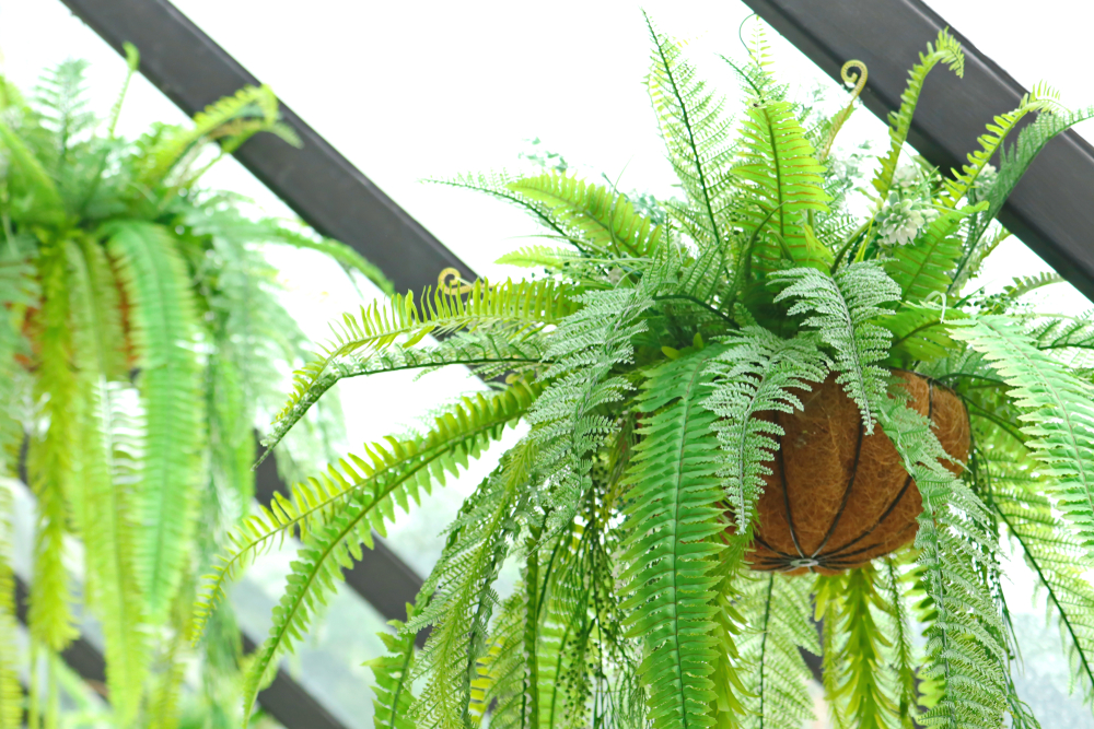 Papraď, izbové rastliny. Foto: Shutterstock