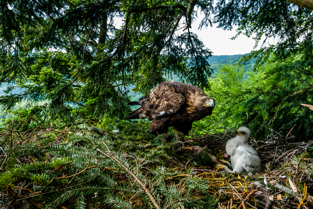 Orol skalný s mláďaťom v hniezde. Foto: Shutterstock