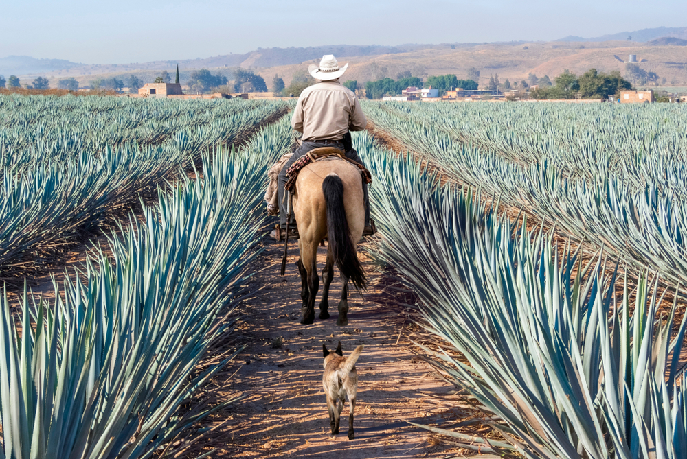 Mexický farmár. Foto: Shutterstock