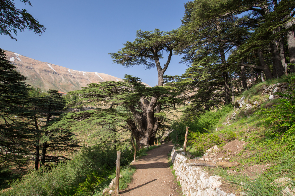 Cédrové lesy v Libanone. Foto: Shutterstock