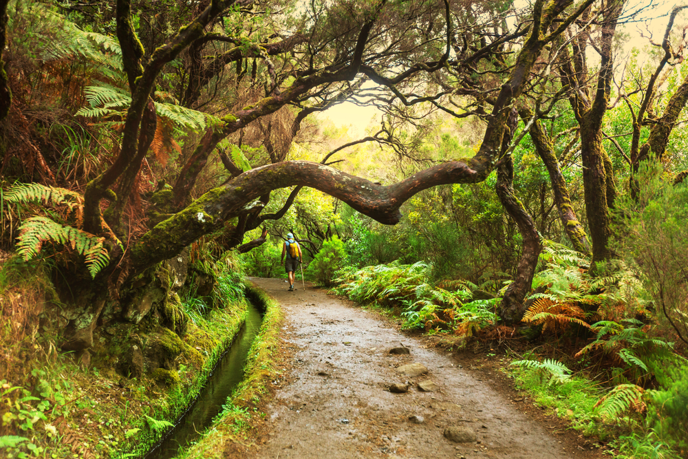 Madeira. Foto: Shutterstock