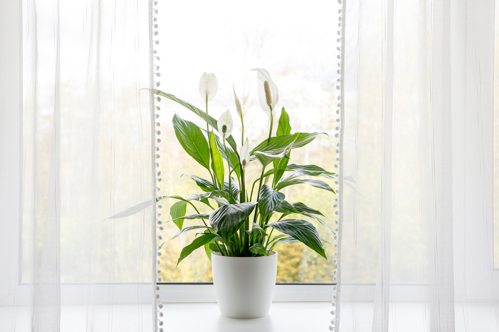 Lopatkovec, izbové rastliny. Foto: Shutterstock