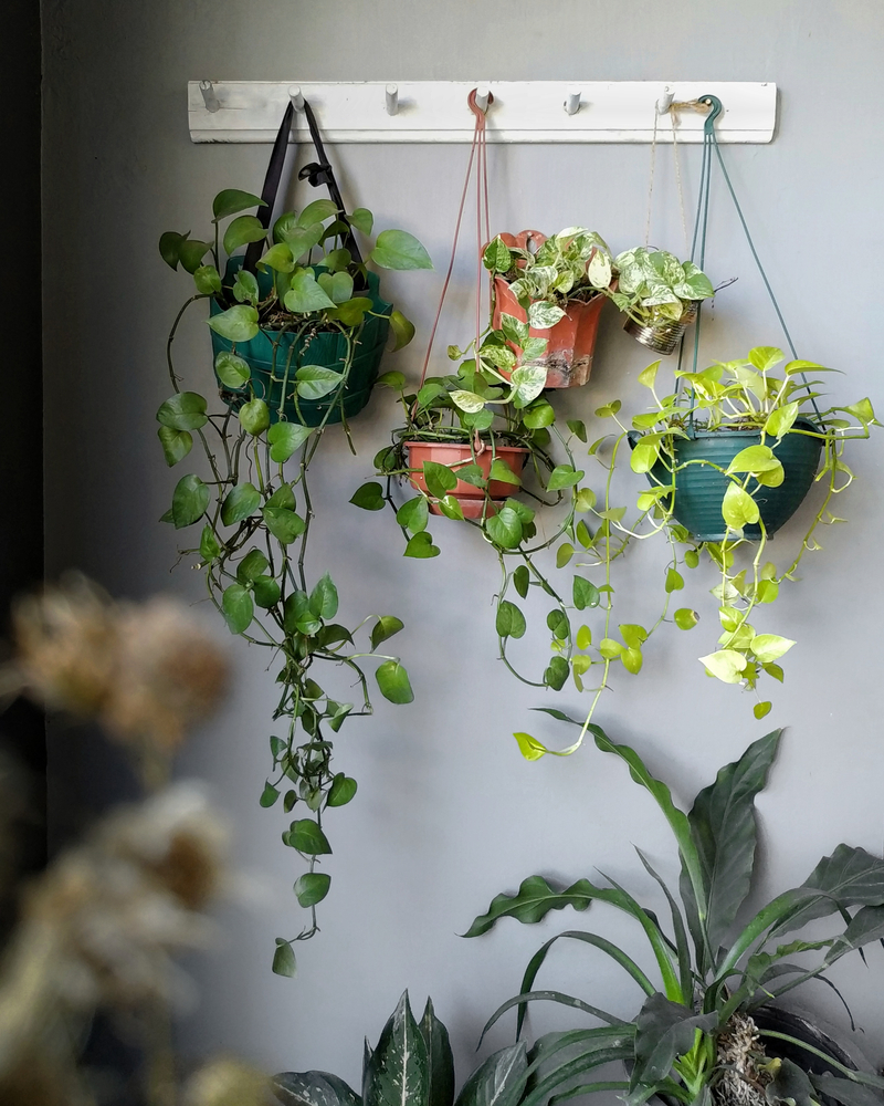 Potosovec zlatý. ťahavé popínavé izbové rastliny. Foto: Shutterstock