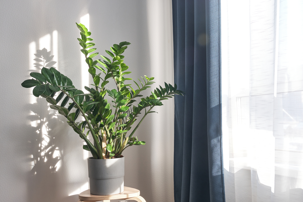 Zamiokulkas, izbové rastliny. Foto: Shutterstock