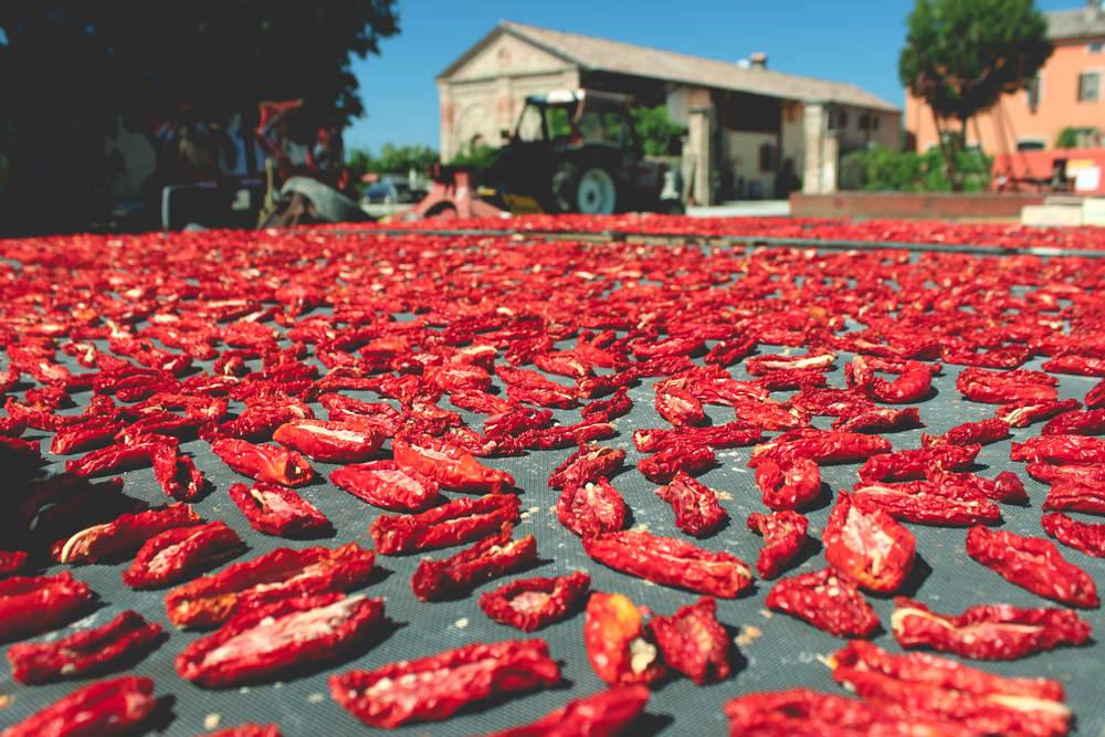 Sušenie paradajok na slnku. Foto: Shutterstock