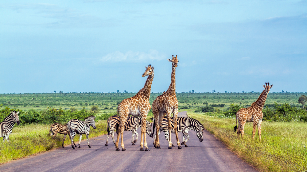 Zebry a žirafy na safari v Južnej Afrike. Foto: Shutterstock