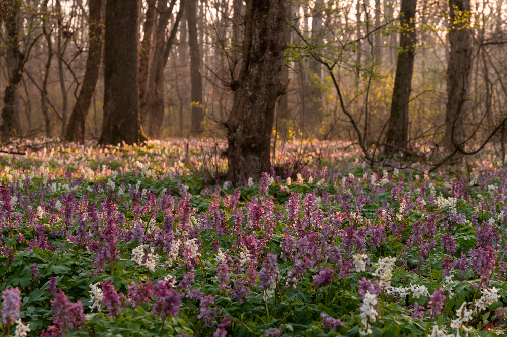 Chochlačka dutá, jarné kvety. Foto: Shutterstock