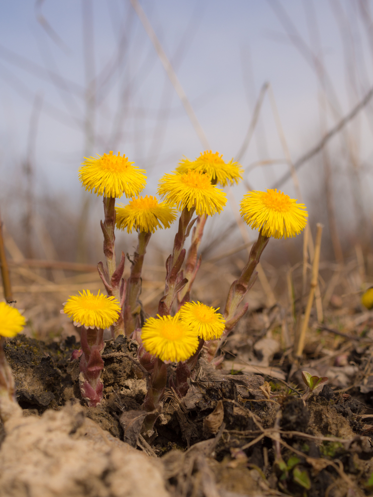 Podbeľ liečivý, jarné kvety. Foto: Shutterstock