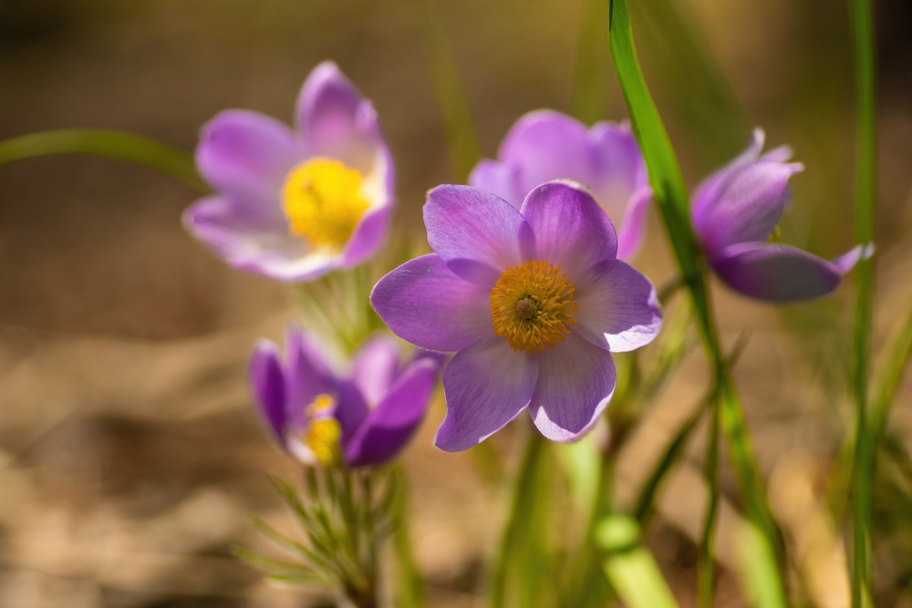 Poniklec veľkokvetý, prvé jarné kvety. Foto: Shutterstock