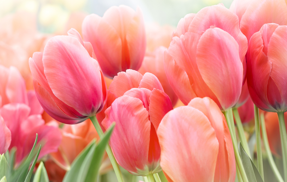 Tulipány, jarné kvety. Foto: Shutterstock