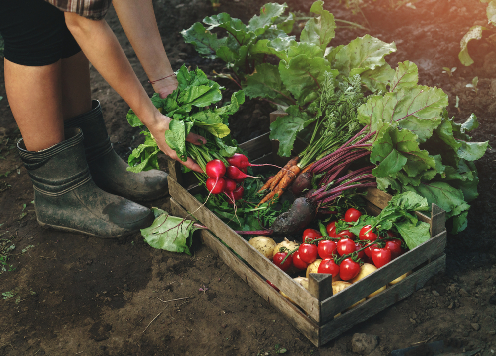 Dovážané ovocie alebo paradajky sa trhajú nezrelé a obsahujú veľa lektínov. Foto: Shutterstock