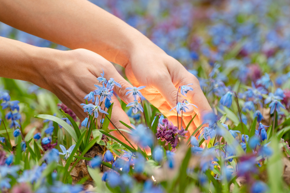 Chochlacka, prvé jarné kvety. Foto: Shutterstock