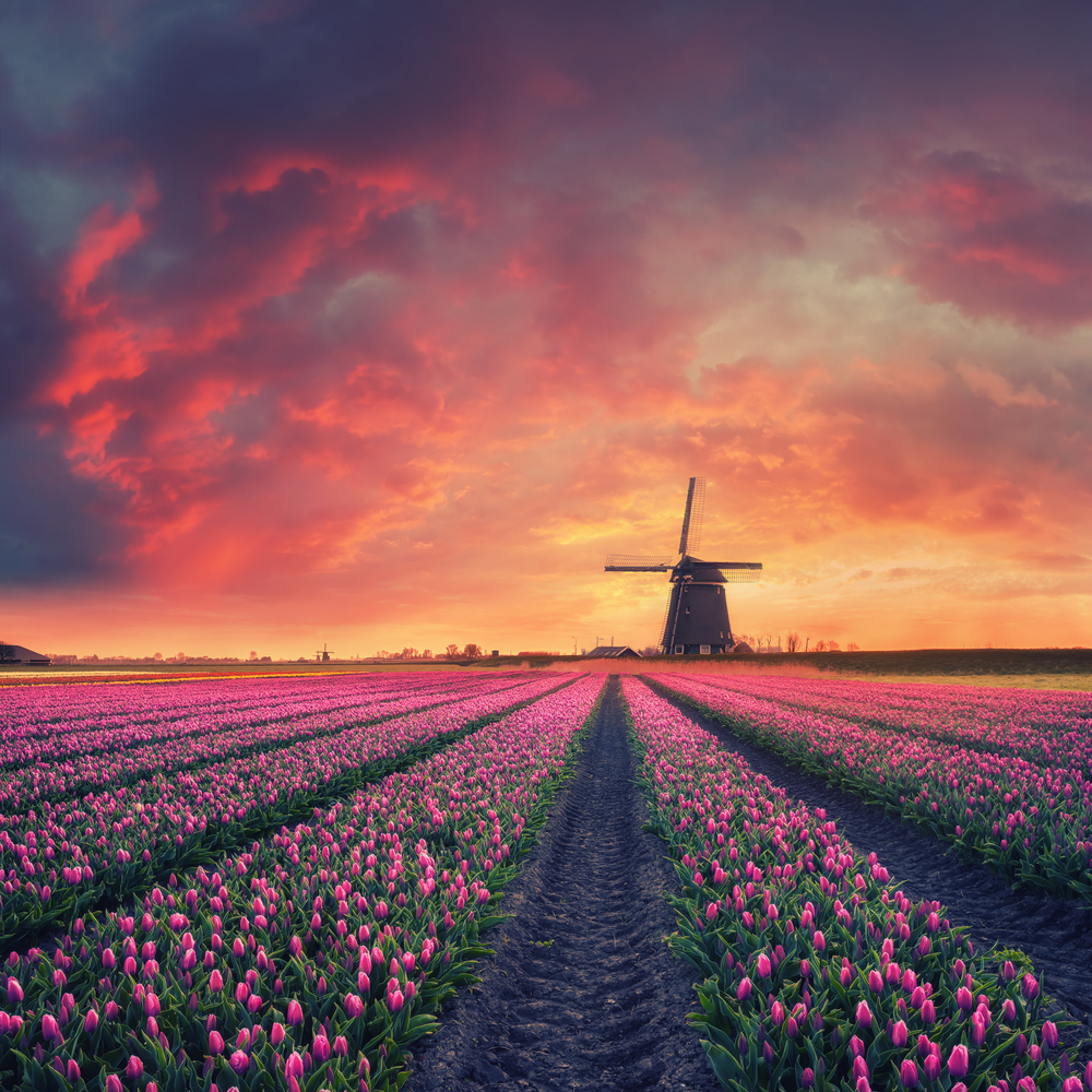 Tulipány, jarné kvety. Foto: Shutterstock