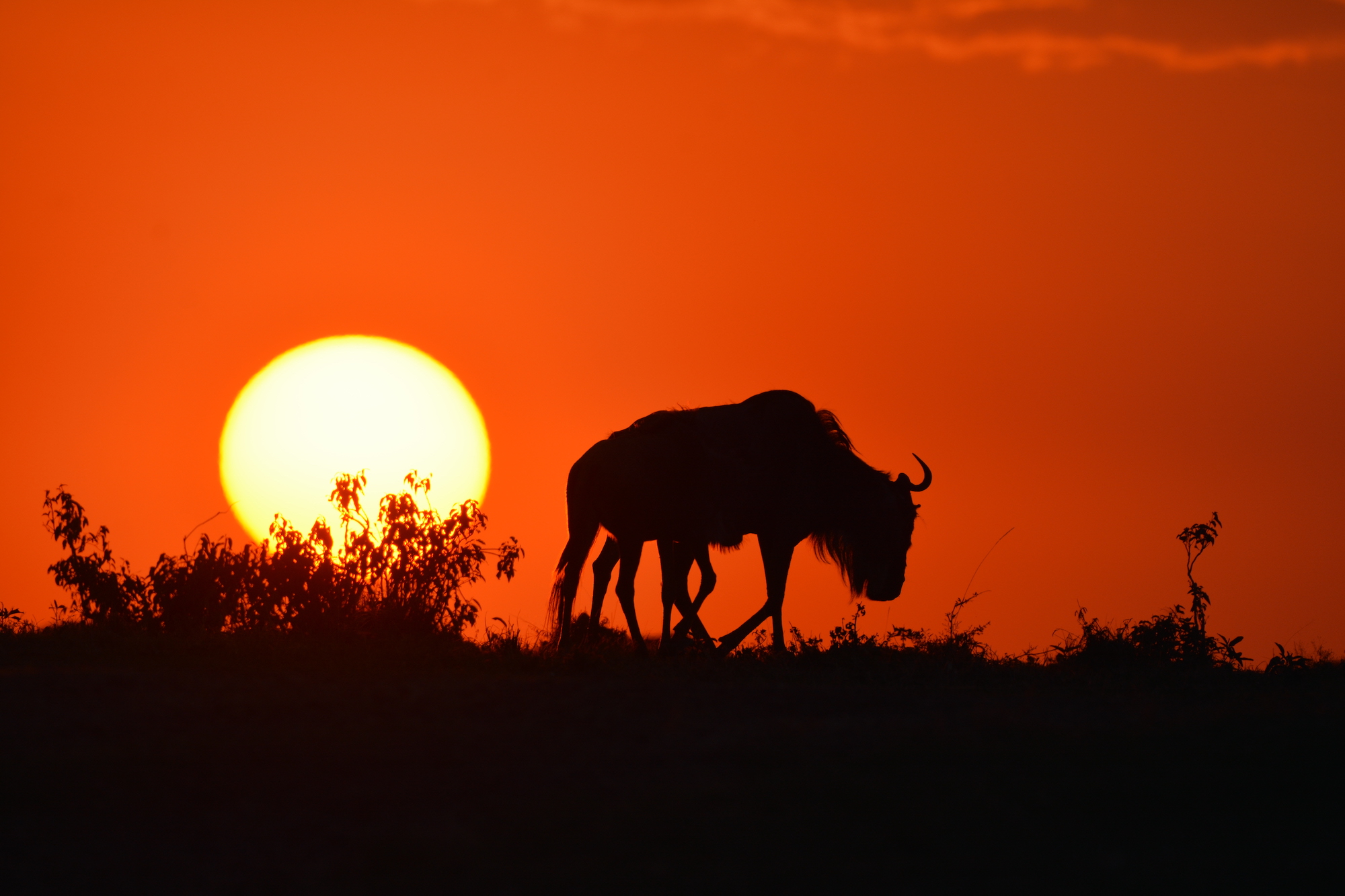Keňa, Afrika, Bubo