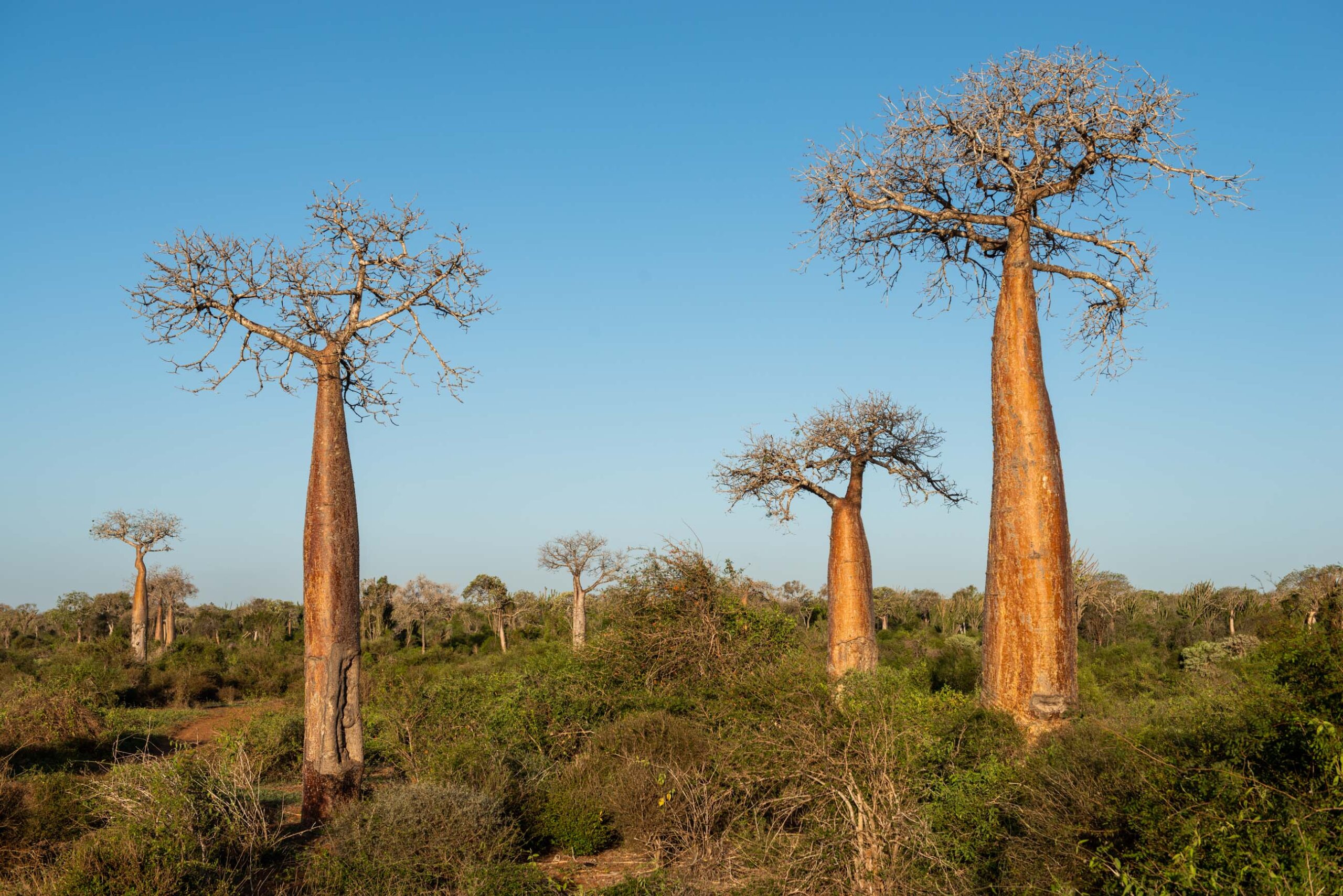 Madagaskar, Bubo.