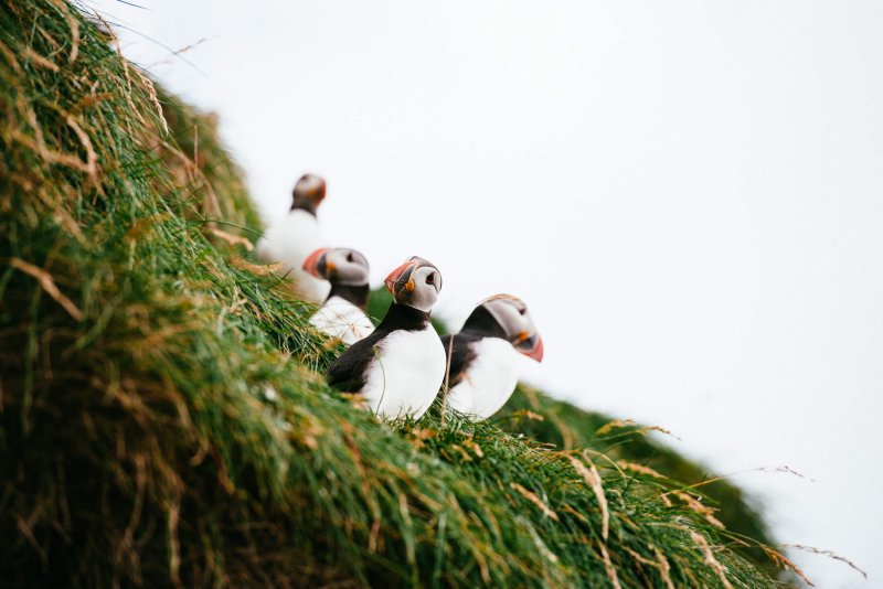 Puffiny či mníšiky sú unikátnymi vtáčikmi severu Európy. FOTO: Robert Taraba, BUBO