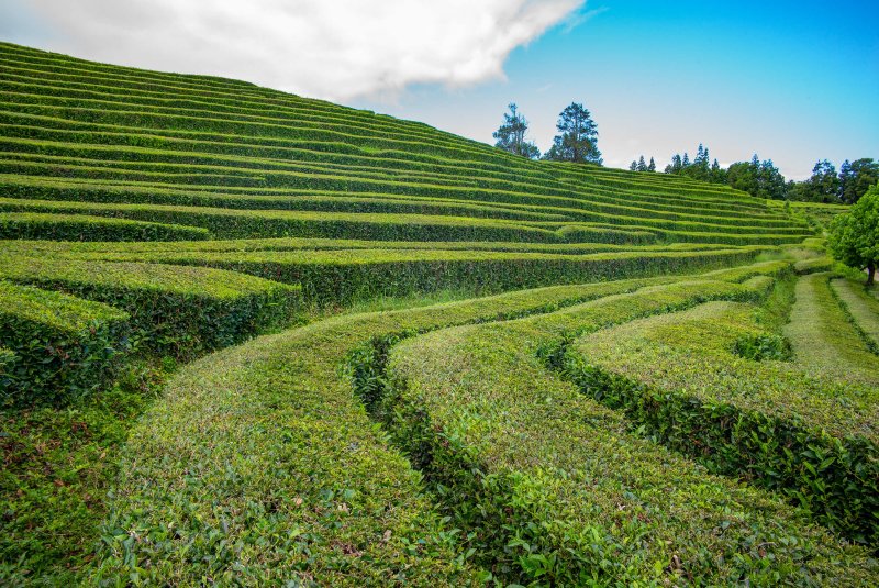 Čajová plantáž, Azorské ostrovy, Európa, BUBO