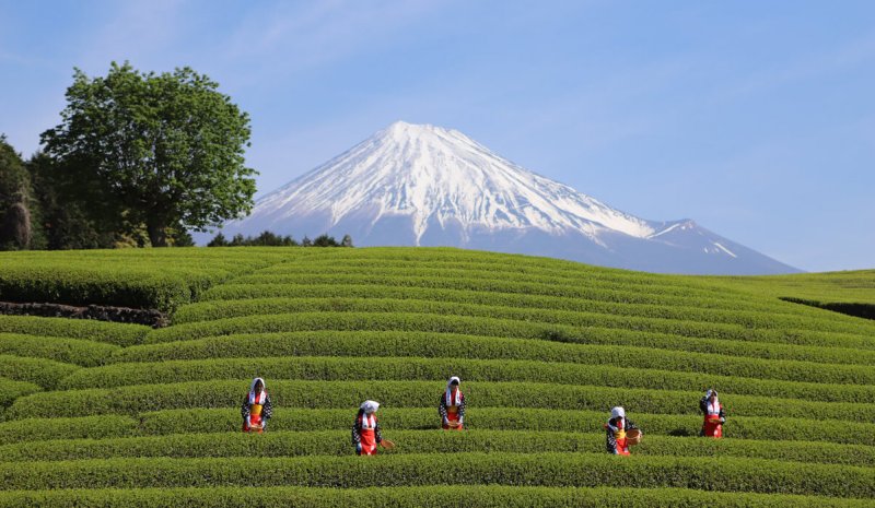 Japonsko, čaj, BUBO