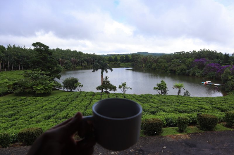 Čaj, Maurícius, BUBO