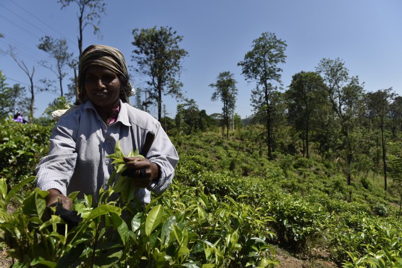 Čajová plantáž, Srí Lanka, BUBO