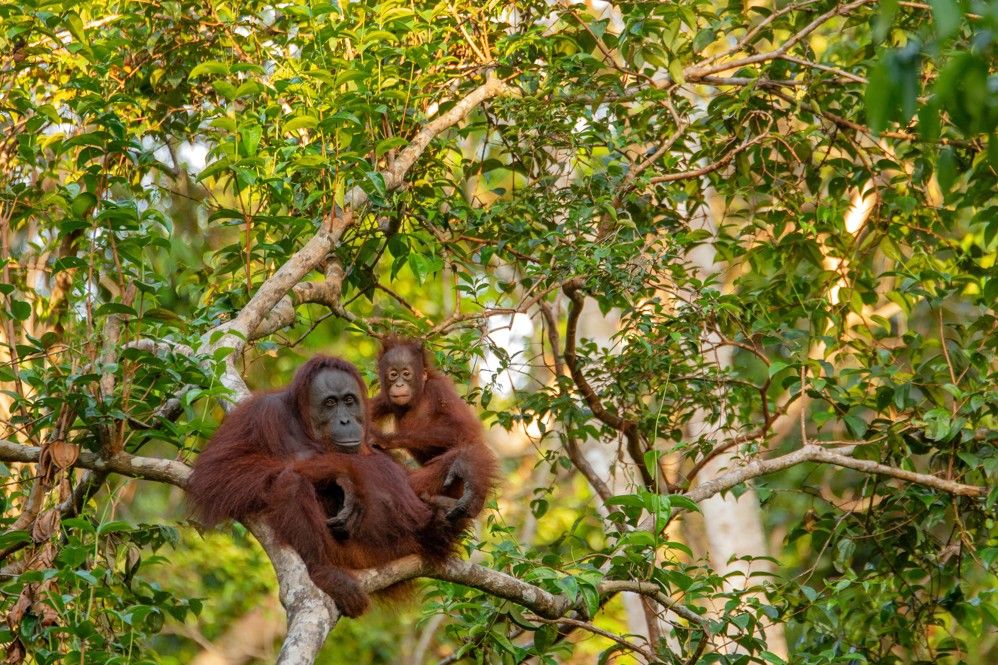Orangutany, Sumatra, BUBO