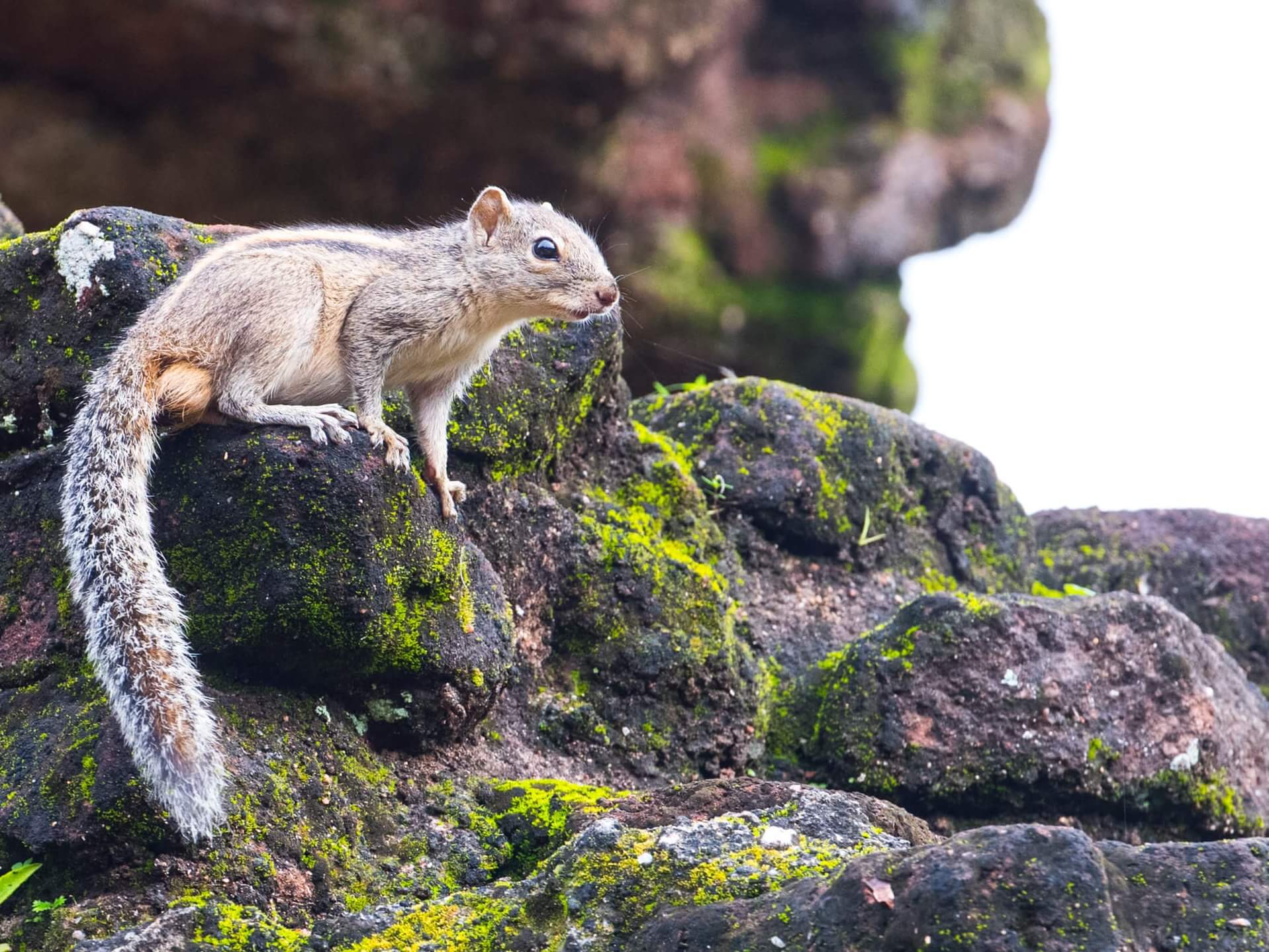 Veverica na Srí Lanke