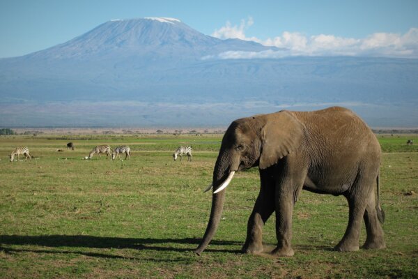 Amboseli, Keňa, dovolenka s Bubo
