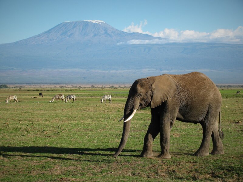 Amboseli, Keňa, dovolenka s Bubo