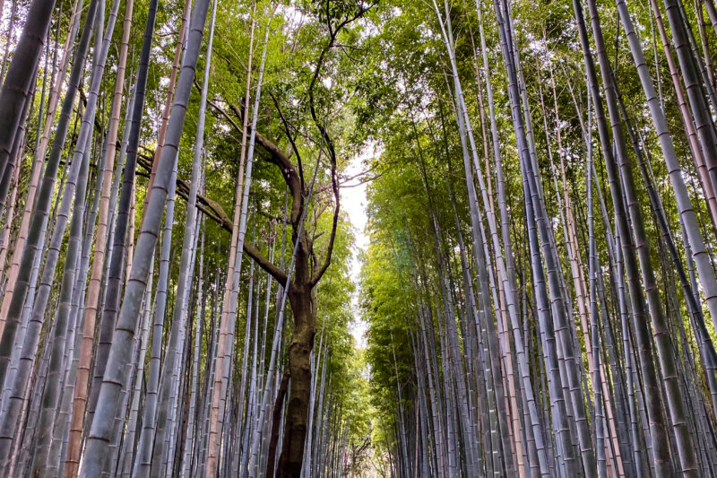 Dovolenka v Japonsku, BUBO