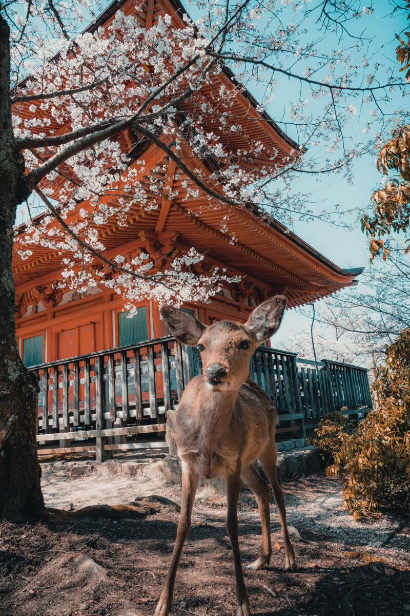 Japonsko, dovolenka s BUBO