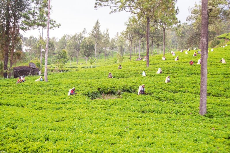Srí Lanka