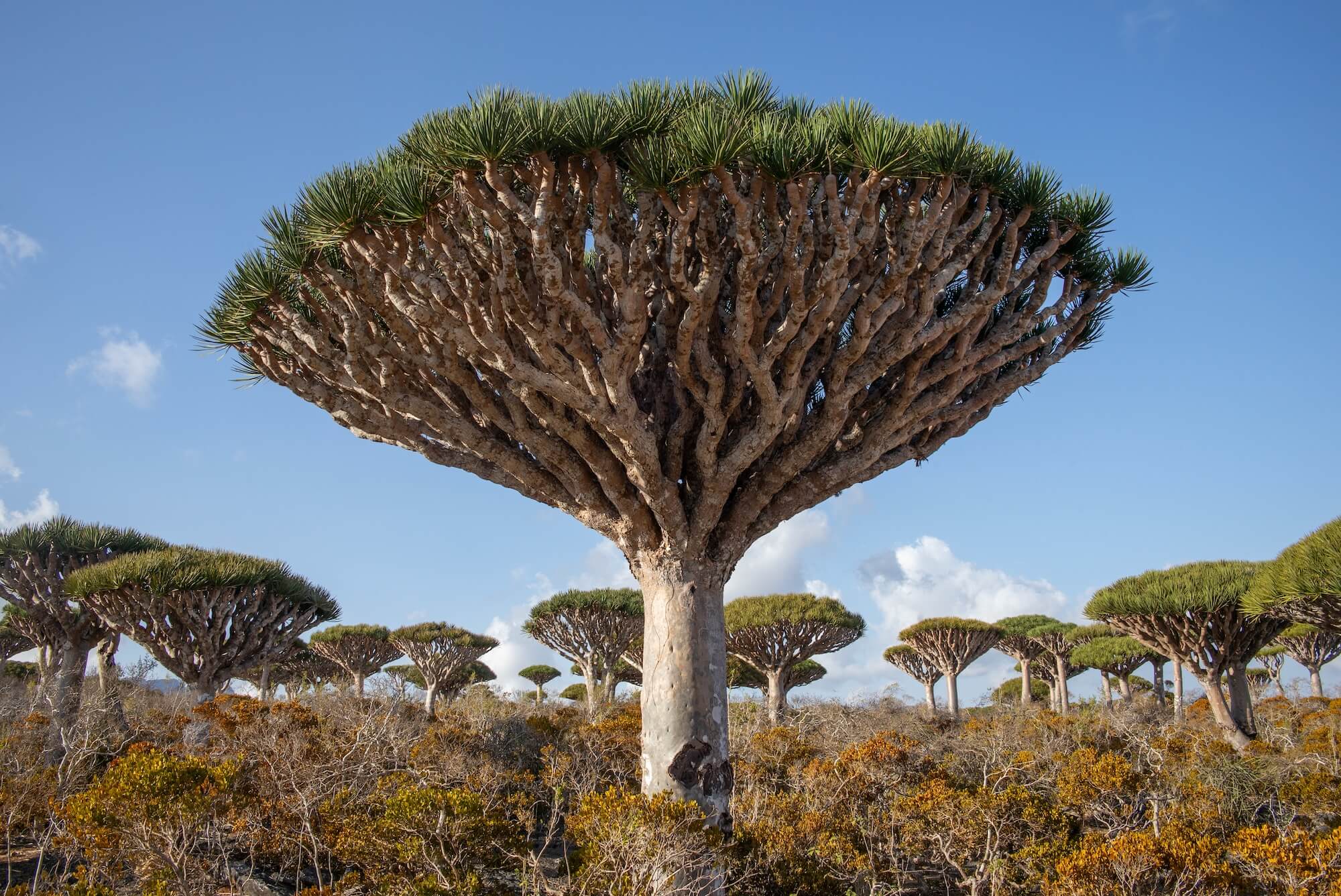 Toto sú najkrajšie stromy sveta! Čím sú výnimočné?
