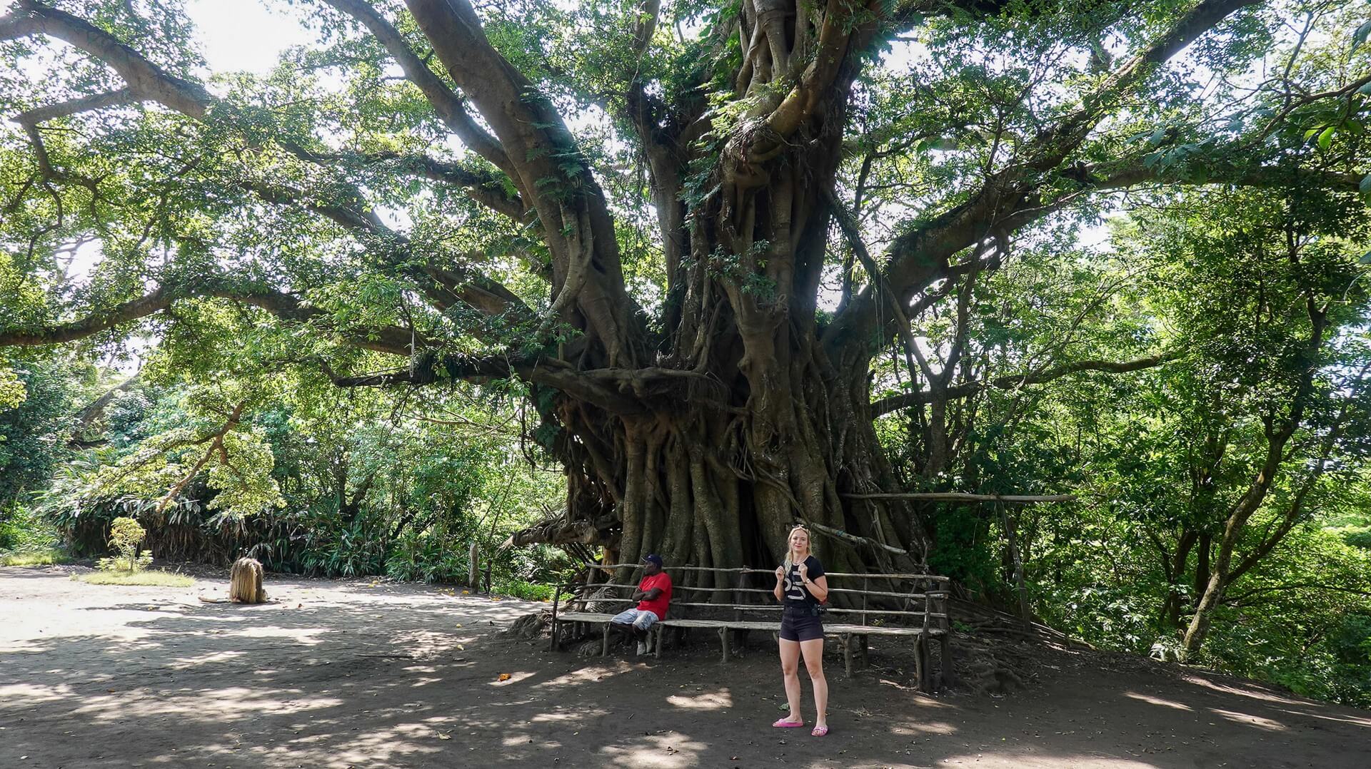 Figovník, cestovanie s BUBO