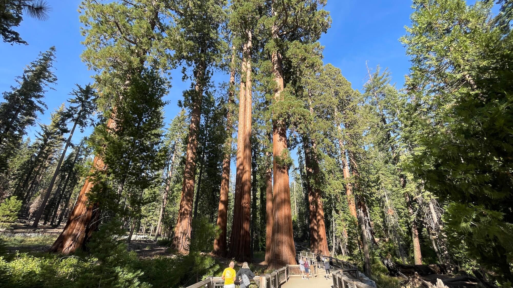 Sekvoja, USA, cestovanie s BUBO