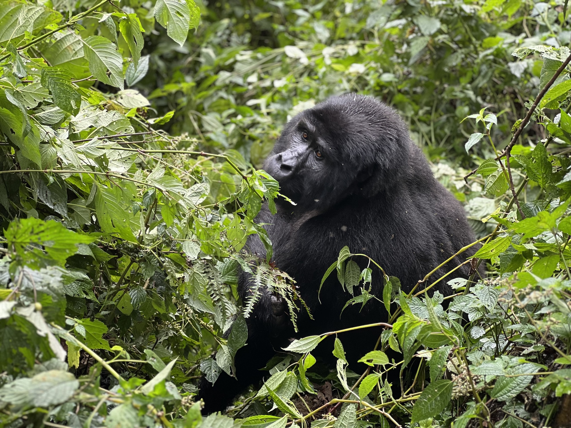 Do srdca džungle za šimpanzmi a gorilami