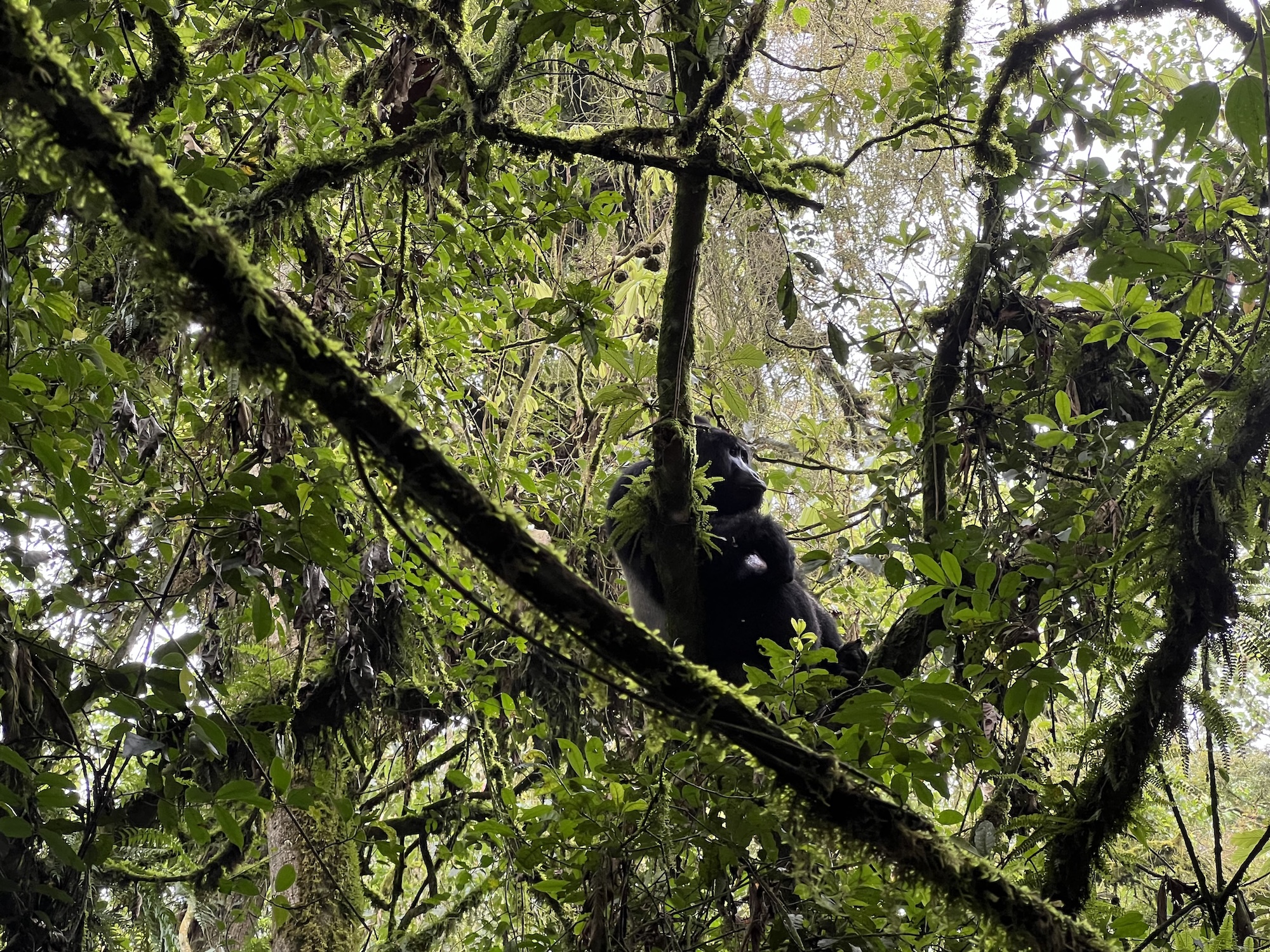 pozorovanie goríl, BUBO