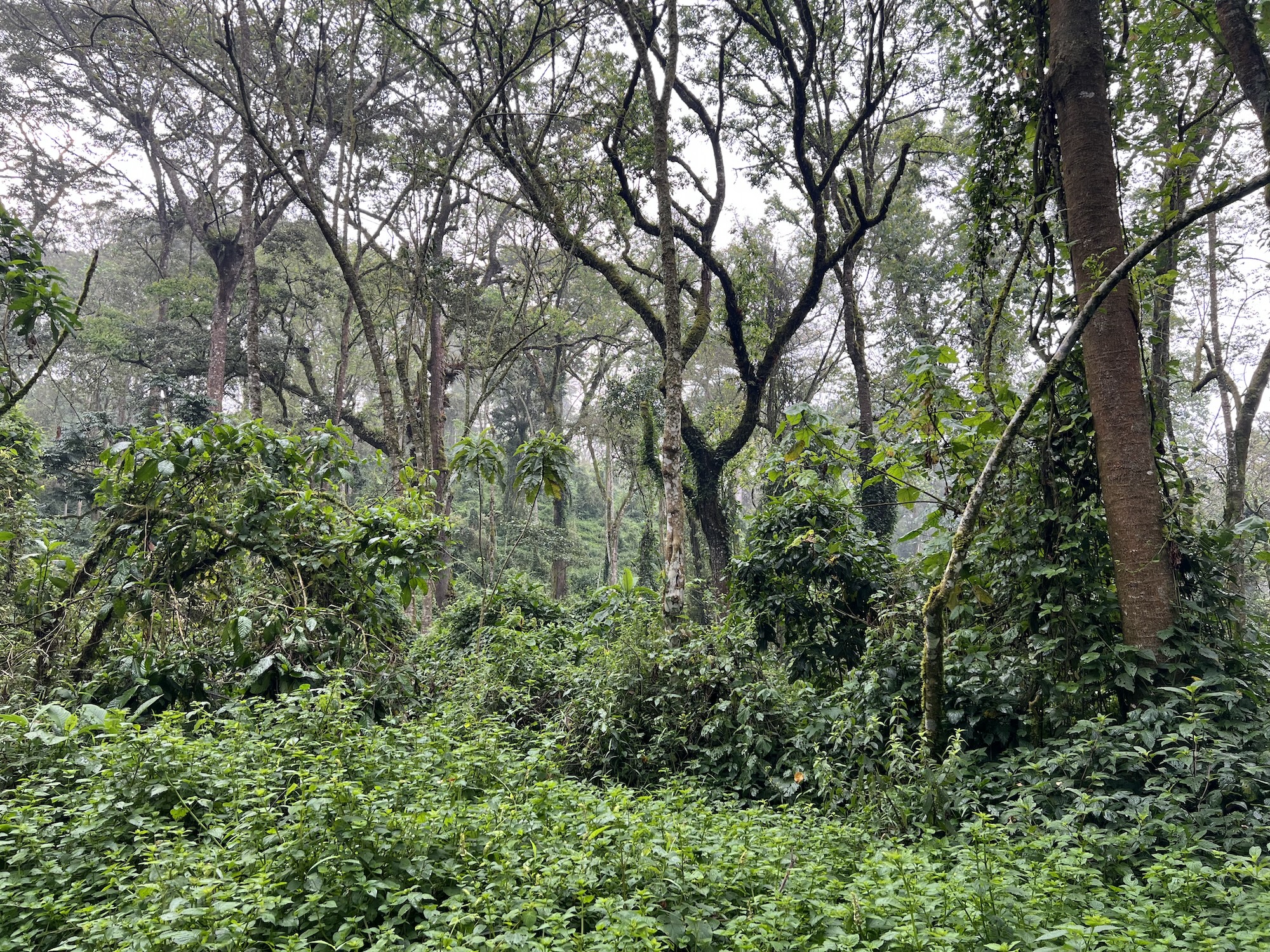 pozorovanie goríl, BUBO