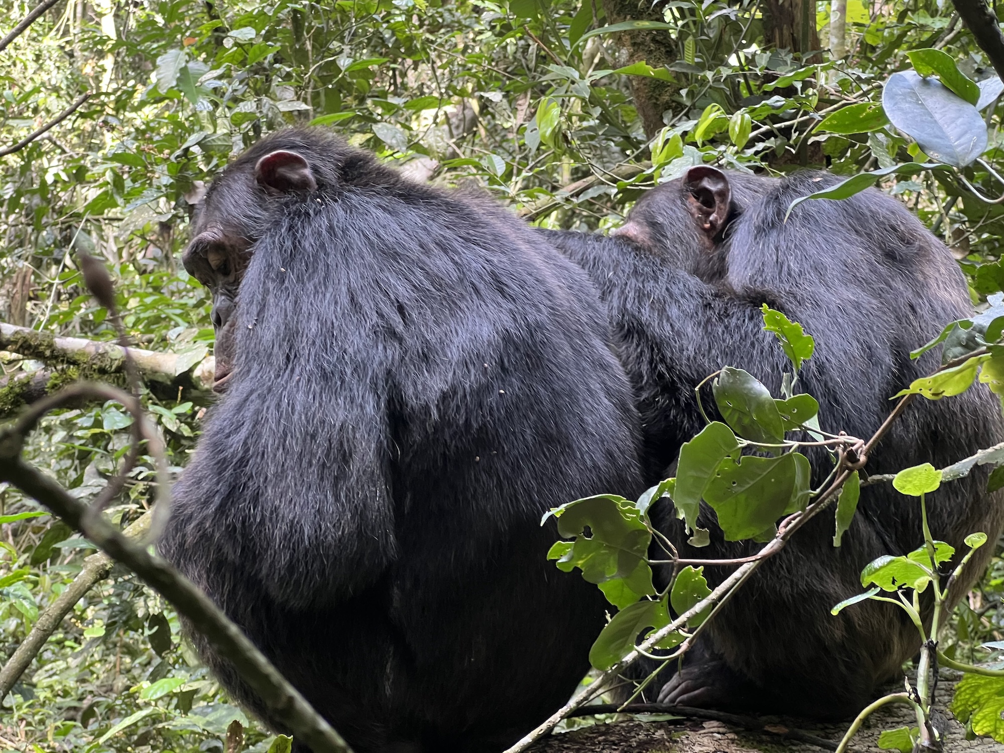 pozorovanie šimpanzov, BUBO