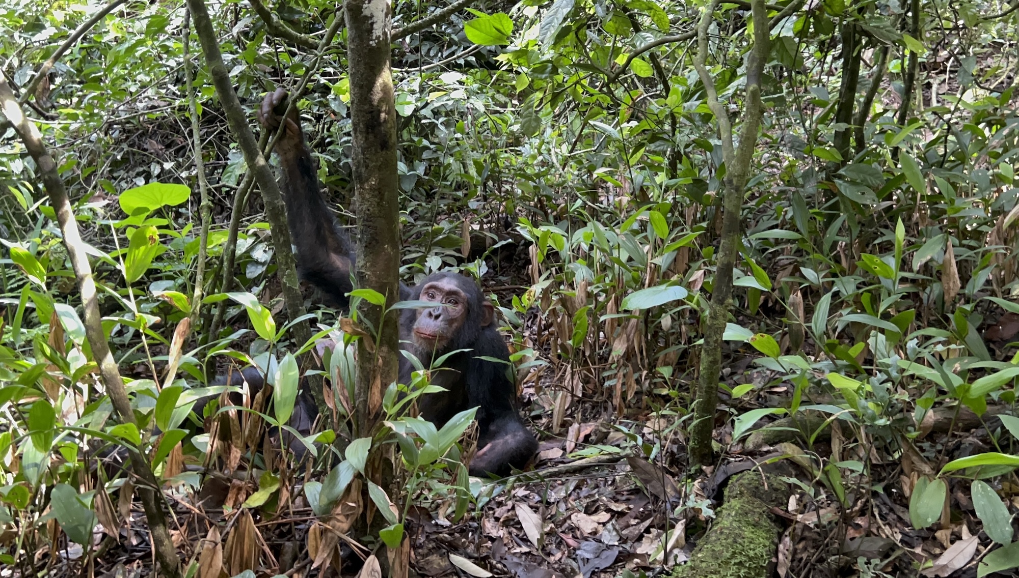 pozorovanie goríl, BUBO