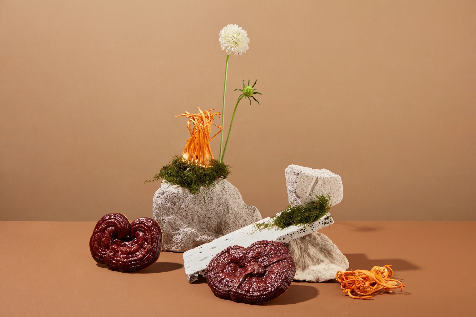 Zázračné huby: prírodný elixír vitality 