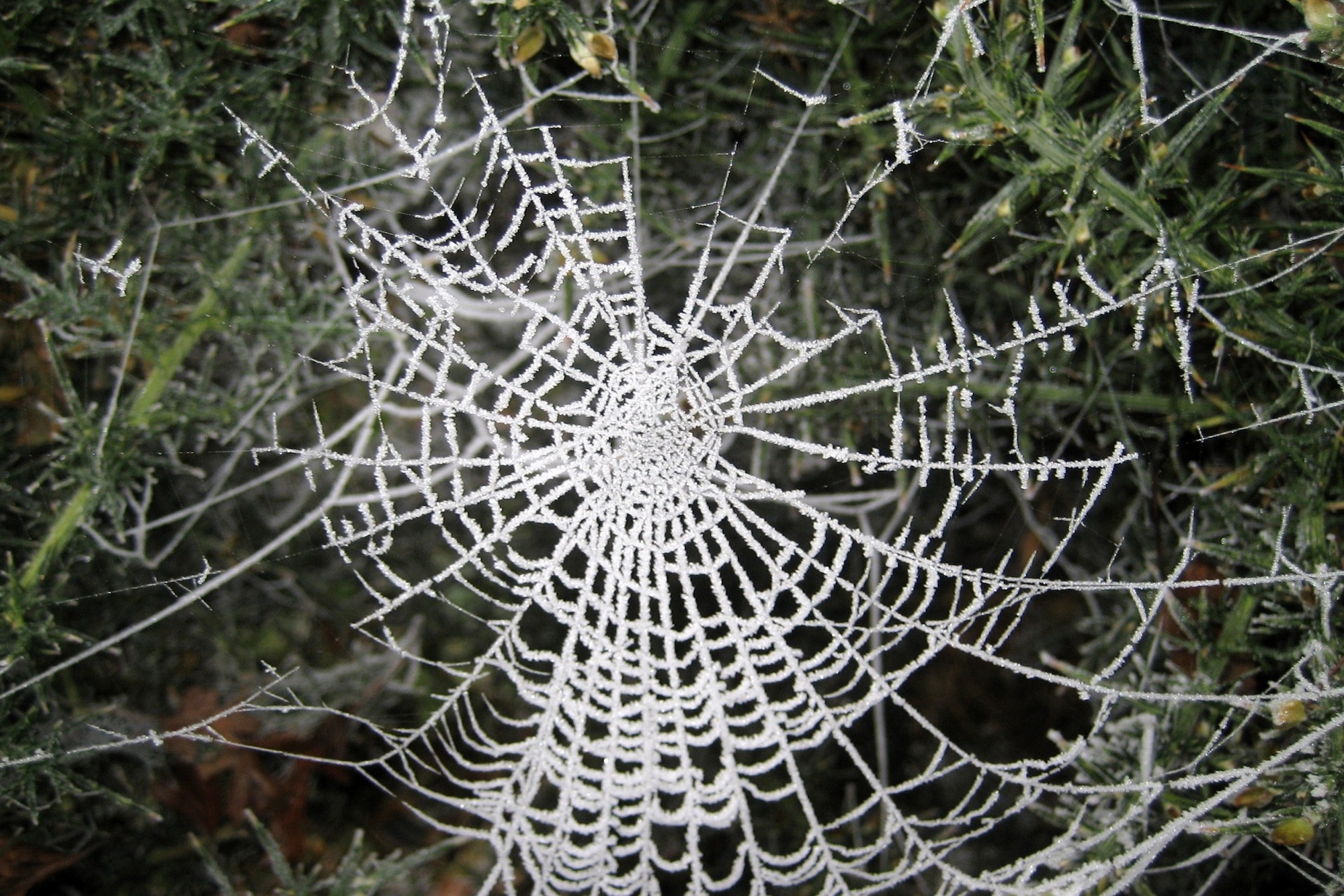 nezvyčajné vianočné zvyky