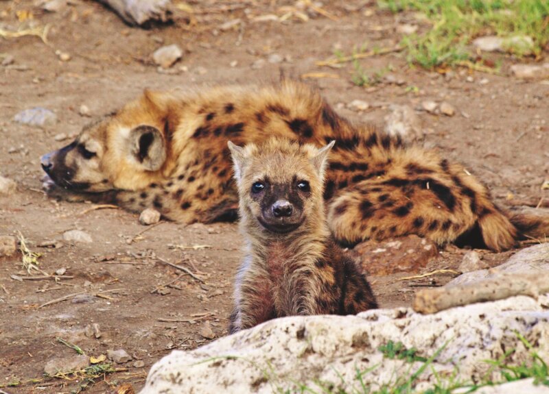 hyena škvrnitá