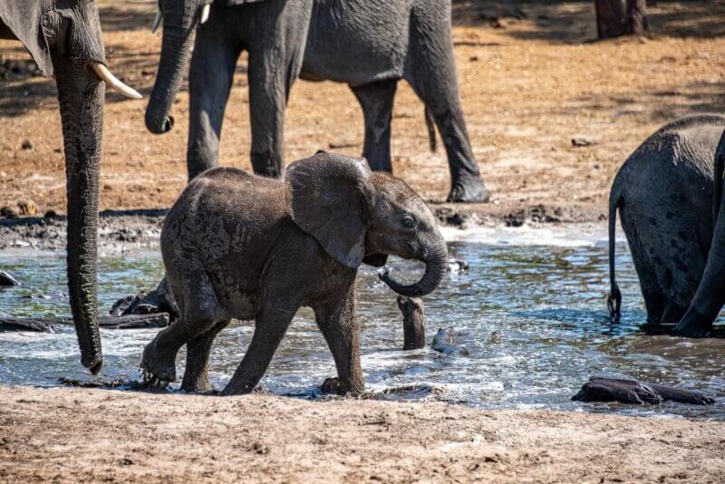 Safari v Chobe, cestovanie s BUBO