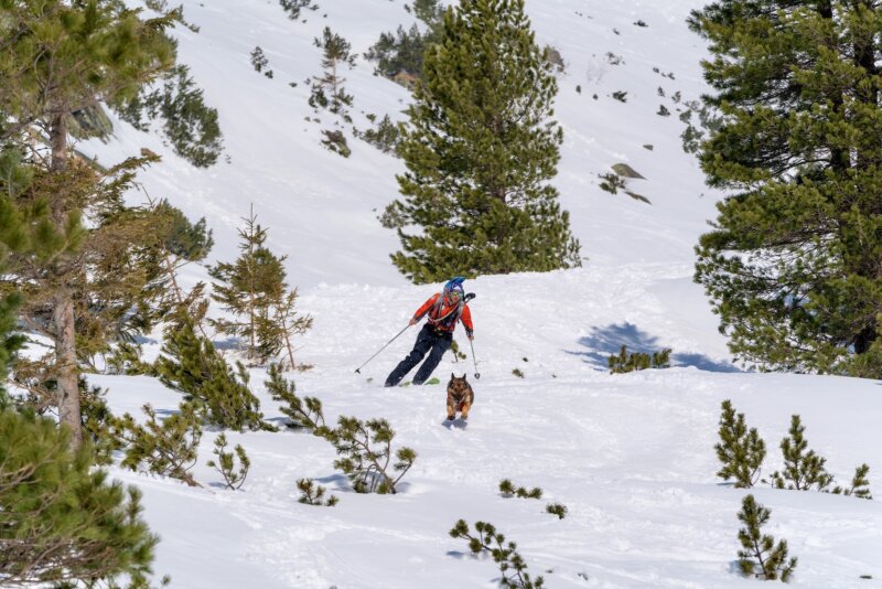 Hector: Neobyčajný príbeh záchranárskeho psa spod Tatier  