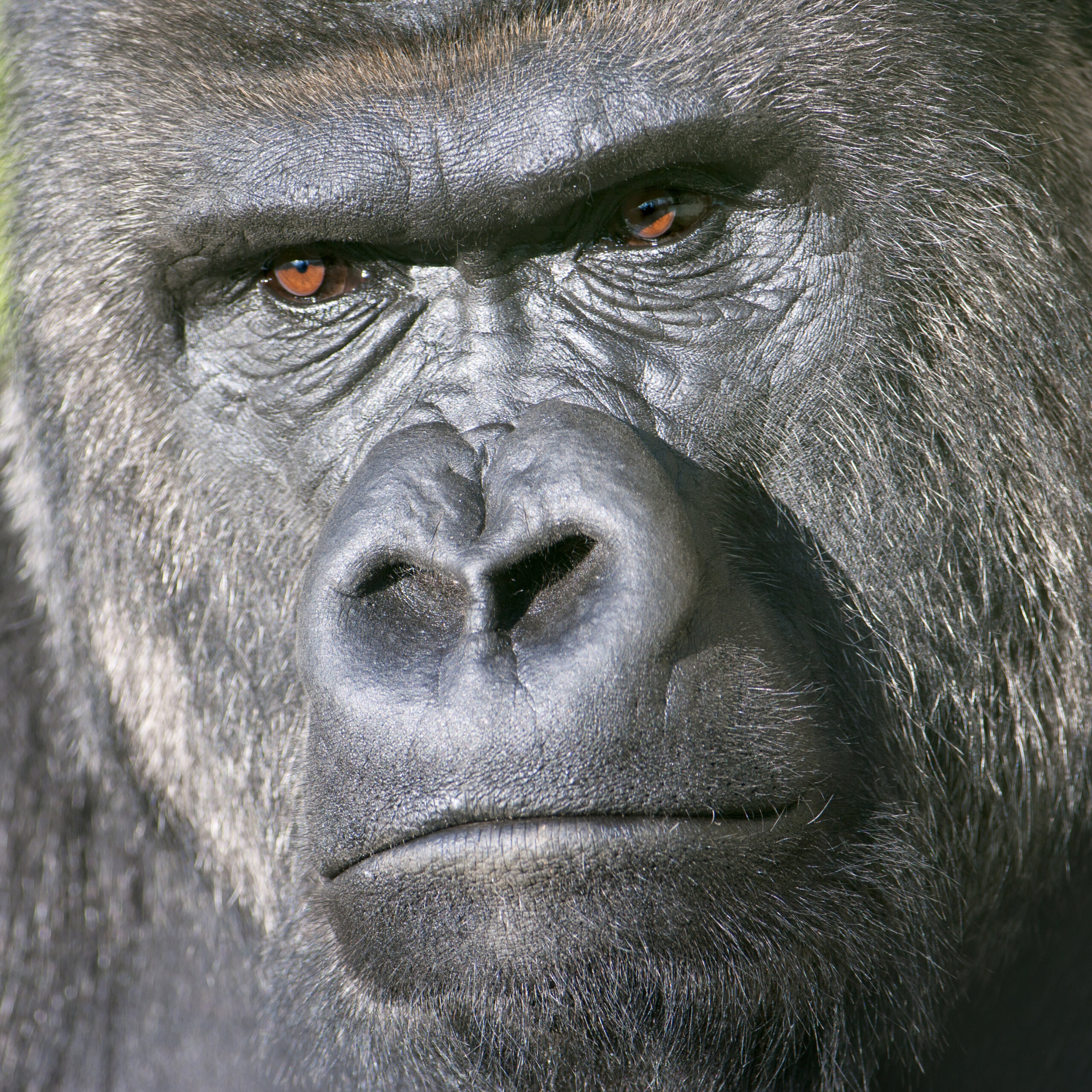 Prečo máme biele oči? Tento detail zmenil históriu ľudstva