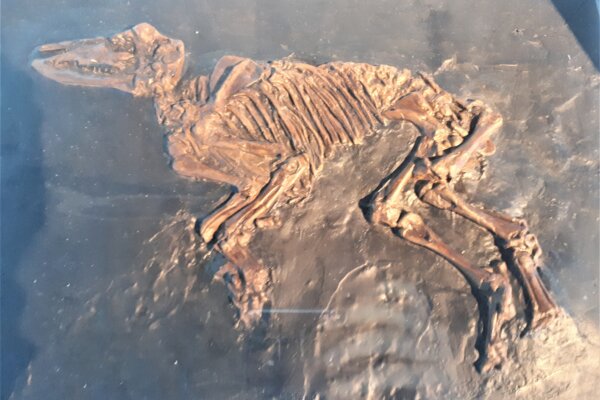 V nálezisku Messel boli objavené úžasne zachované fosílie.