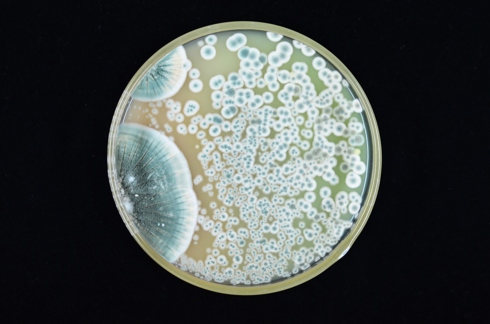 Penicillium