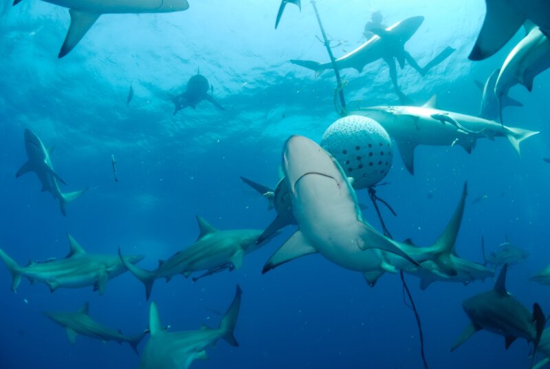 Afrika, cestovanie s BUBO