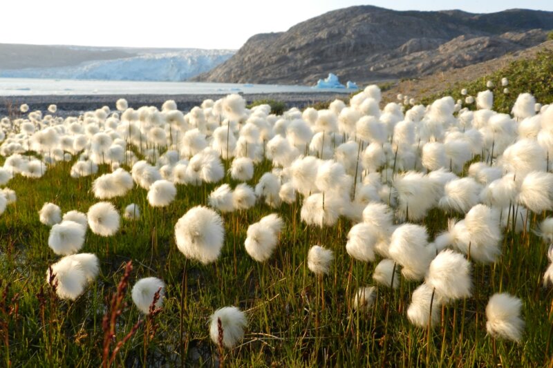 páperník, Škandinávia
